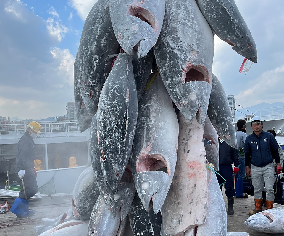 漁船 金目鯛 カジキマグロetc.