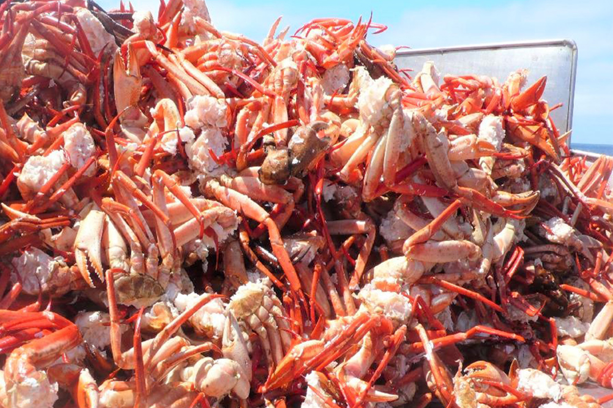 About Deep Sea Red Crab